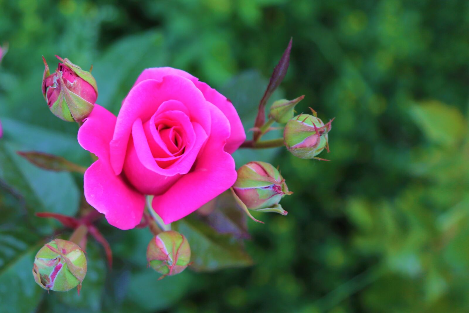 Canon EF 24-105mm F4L IS USM sample photo. Rose, spring, nature photography