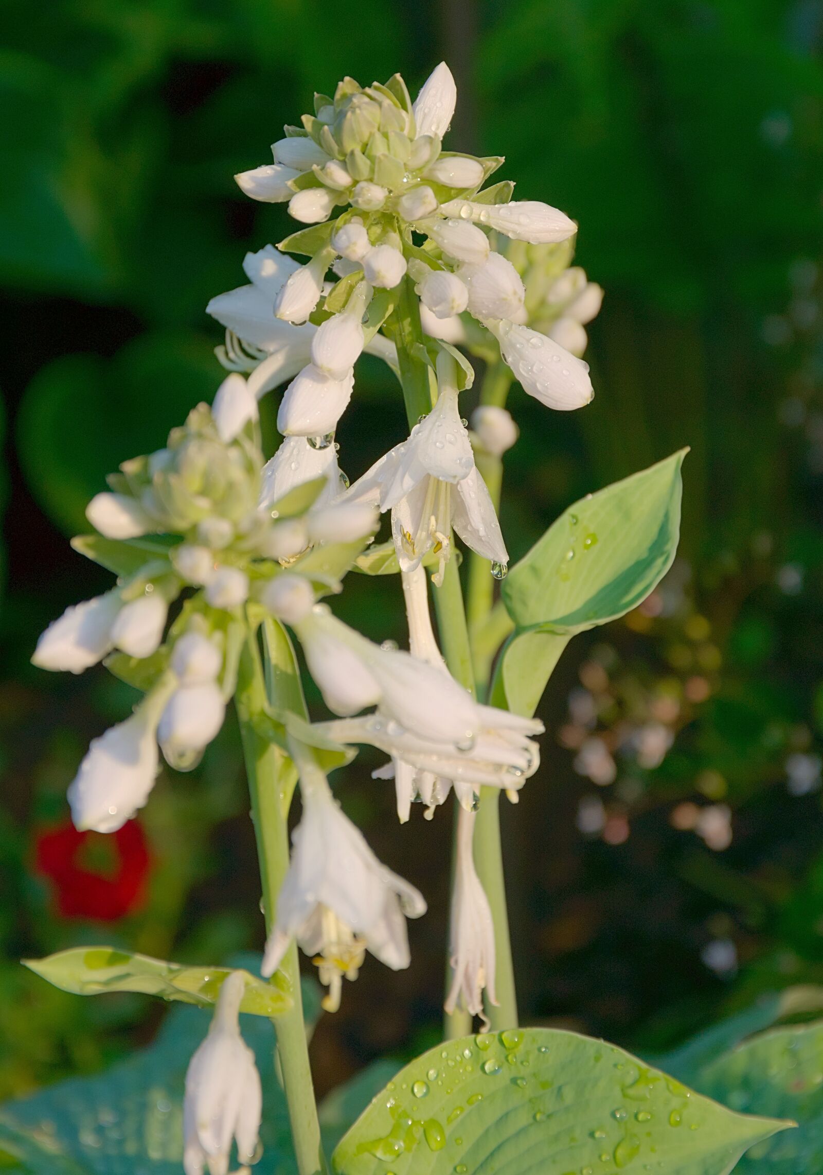 Nikon D3300 sample photo. Hosta, hostas, white photography