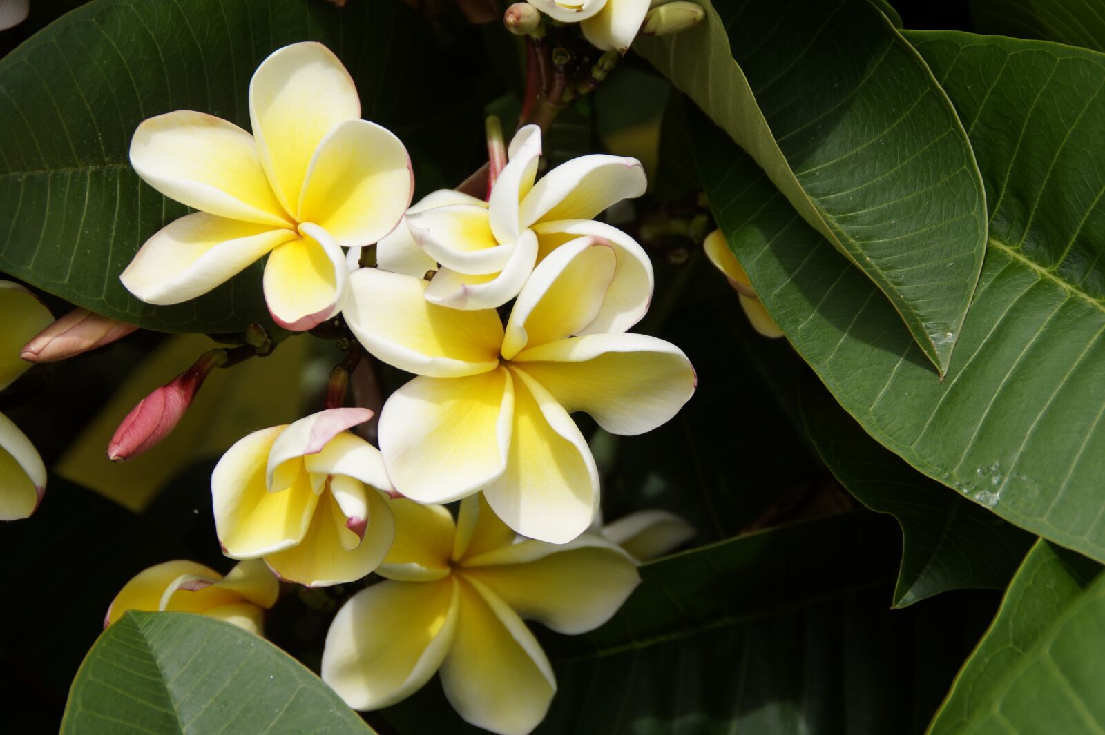 Sony SLT-A58 sample photo. Frangipani, temple tree, plumeria photography
