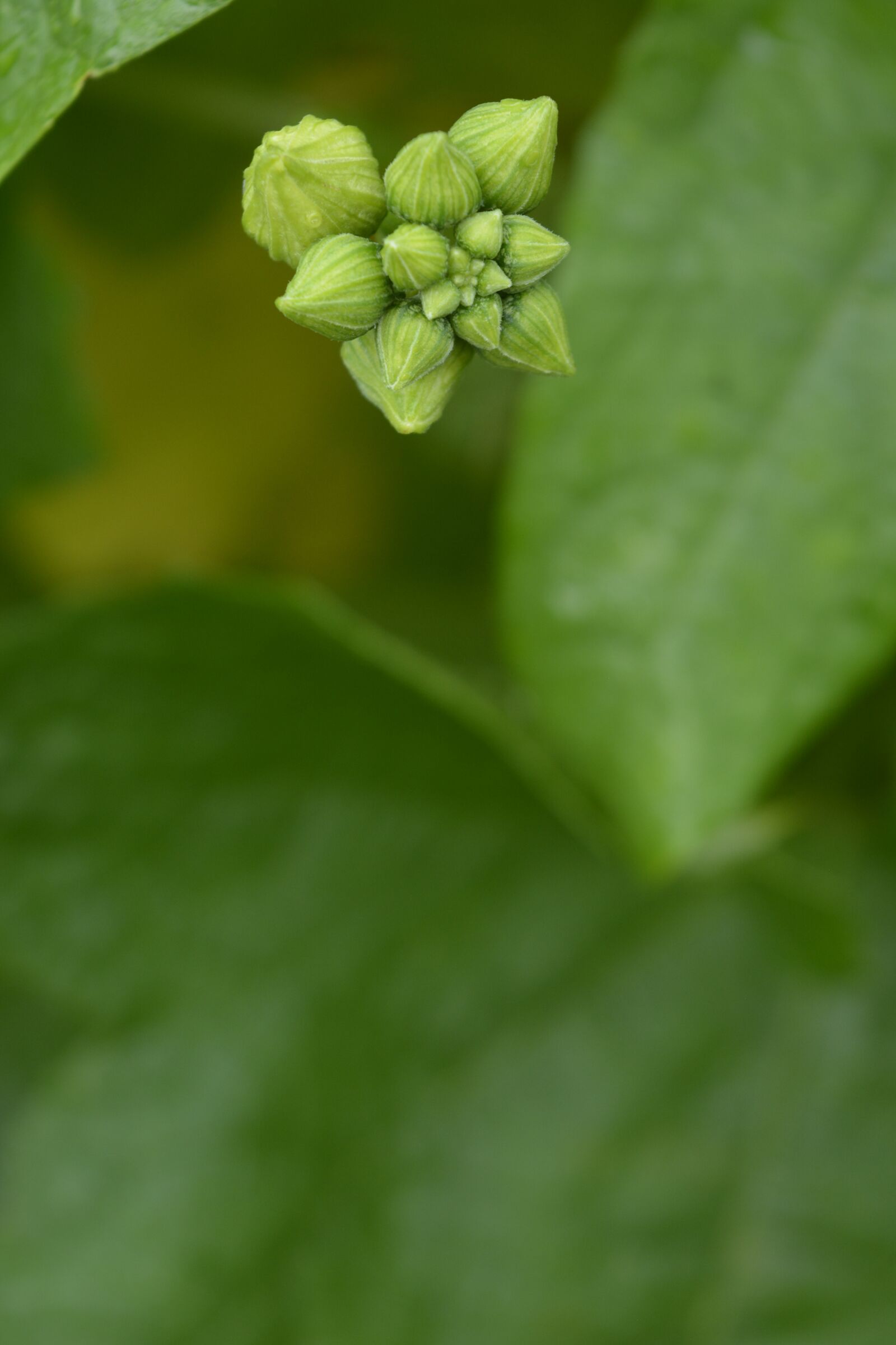 Nikon D5200 sample photo. Small flower, flower, nature photography