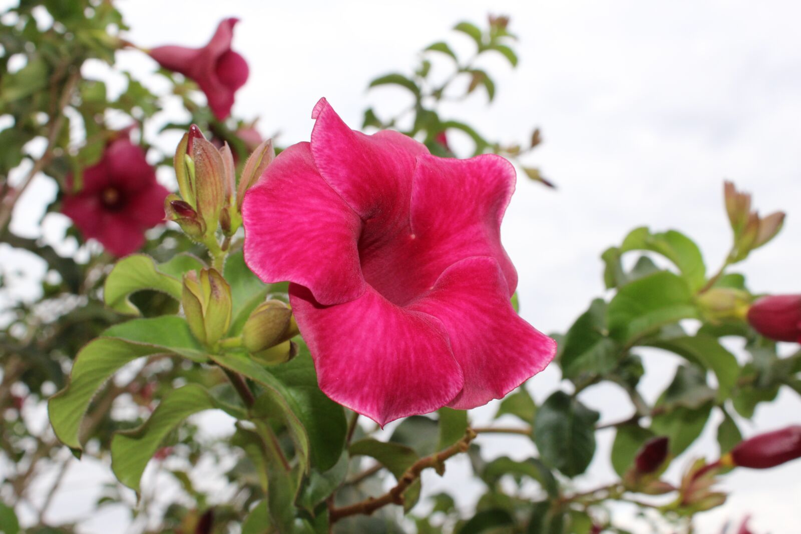 Canon EOS 1200D (EOS Rebel T5 / EOS Kiss X70 / EOS Hi) sample photo. Flower, pink, rosa photography