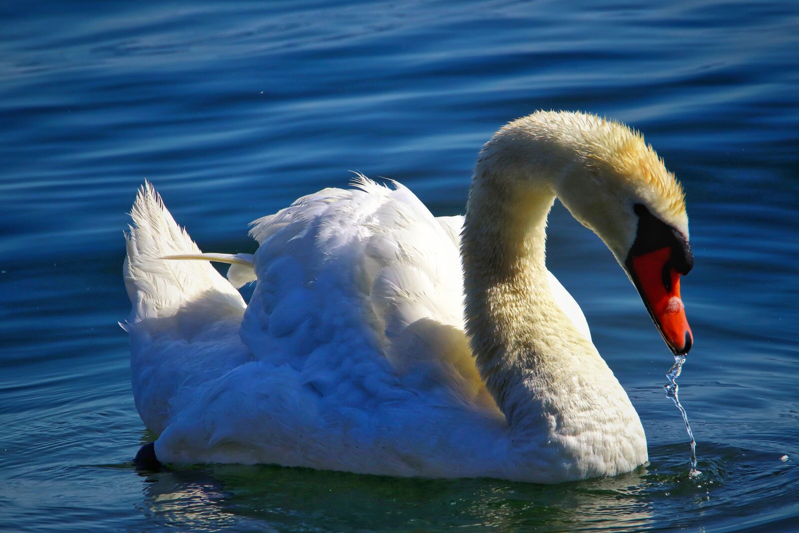 Canon EOS 200D (EOS Rebel SL2 / EOS Kiss X9) sample photo. Swan, nature, summer photography