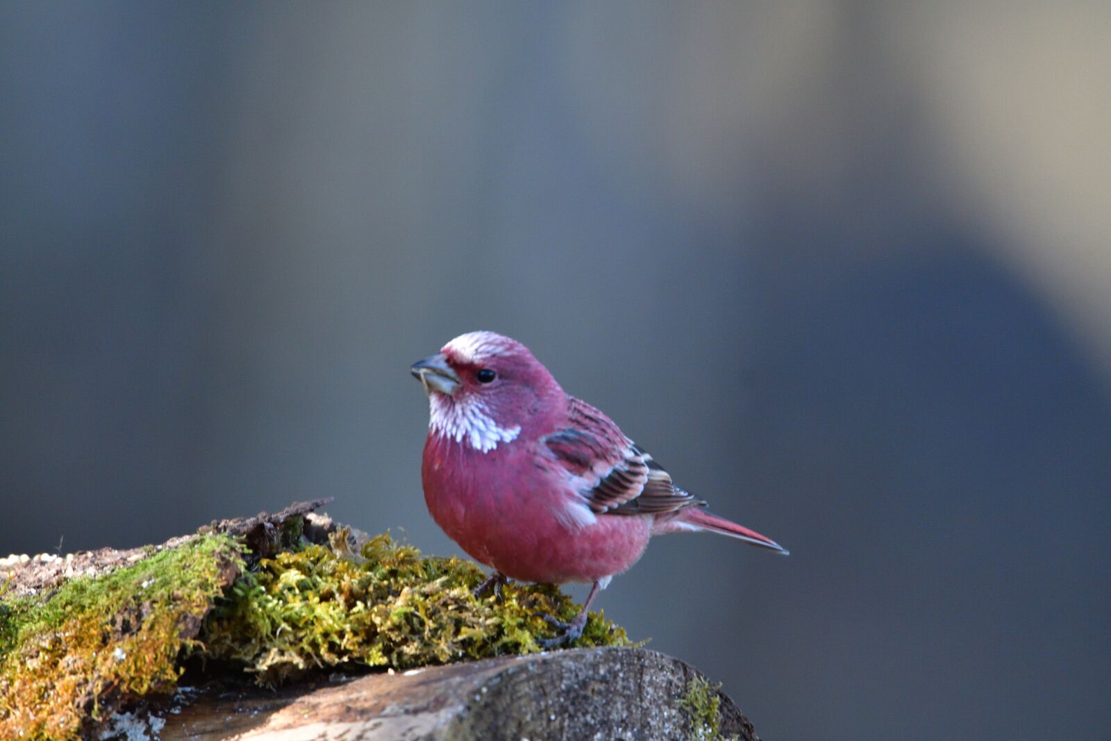 Nikon D500 sample photo. Natural, outdoors, wild animals photography