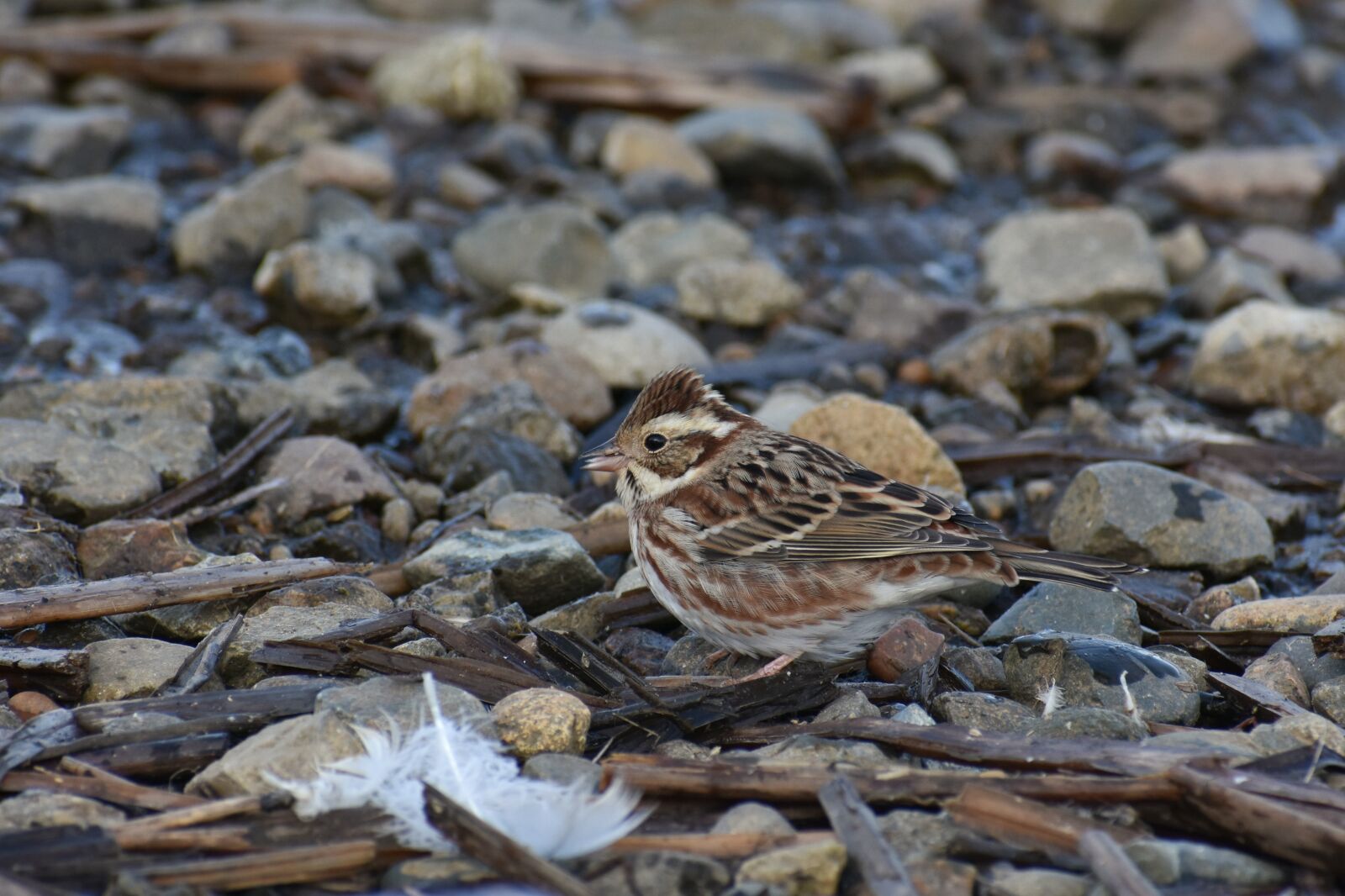 Nikon D7200 sample photo. Animal, stone, bird photography