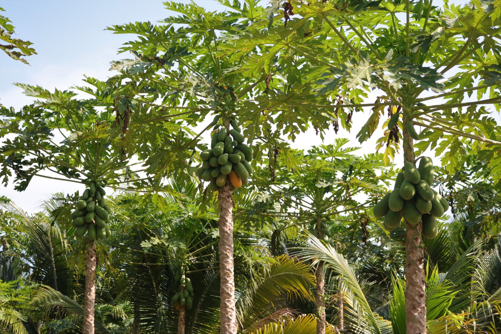Canon EOS 80D sample photo. Papaya plantation, papaya, fruit photography