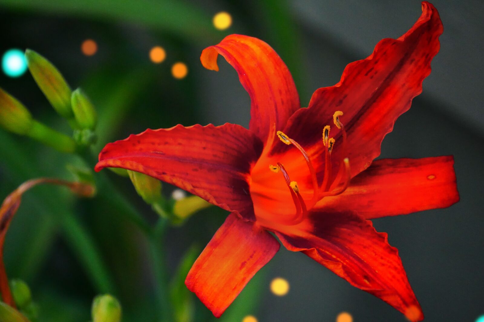 Panasonic Lumix DMC-G7 sample photo. Red, lily, flower photography