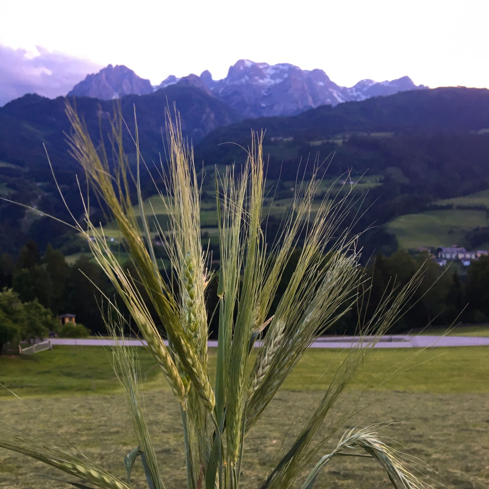 Apple iPhone 6s sample photo. Hay, farm, harvest photography