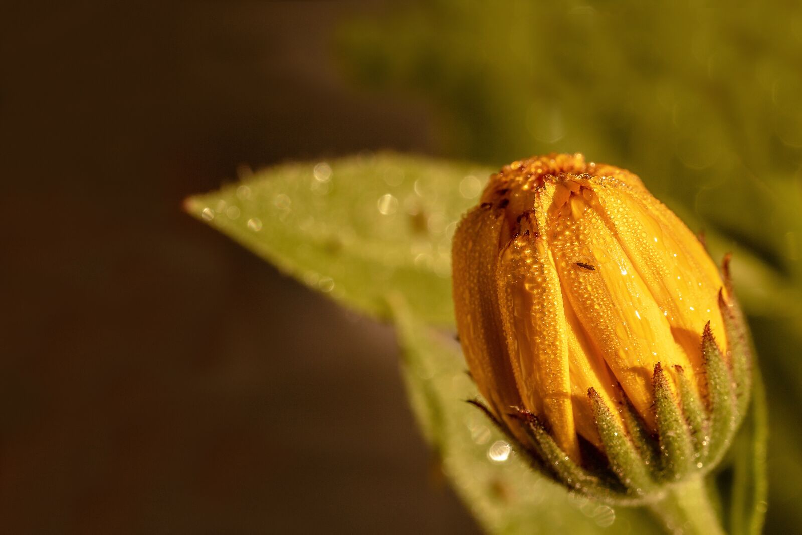 Canon EOS 750D (EOS Rebel T6i / EOS Kiss X8i) sample photo. Marigold, calendula, raindrop photography