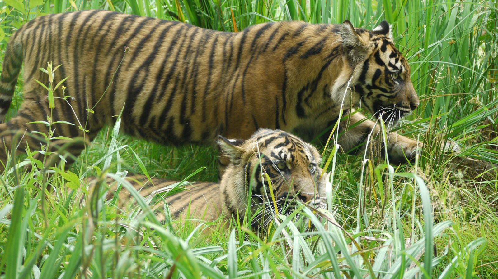 Panasonic Lumix DMC-G1 sample photo. Sumatran tiger, mammel, animal photography
