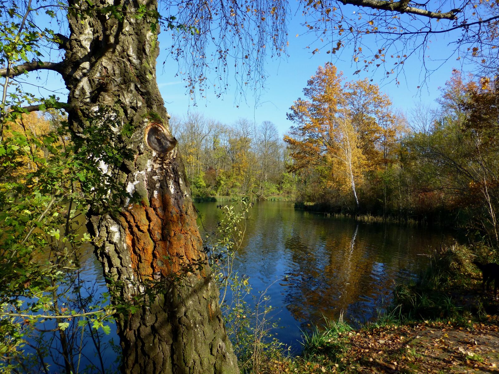Panasonic DMC-TZ31 sample photo. Golden autumn, lake, mirroring photography