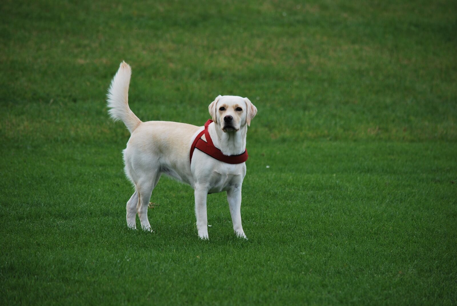 Nikon D60 sample photo. Animal, dog, labrador photography