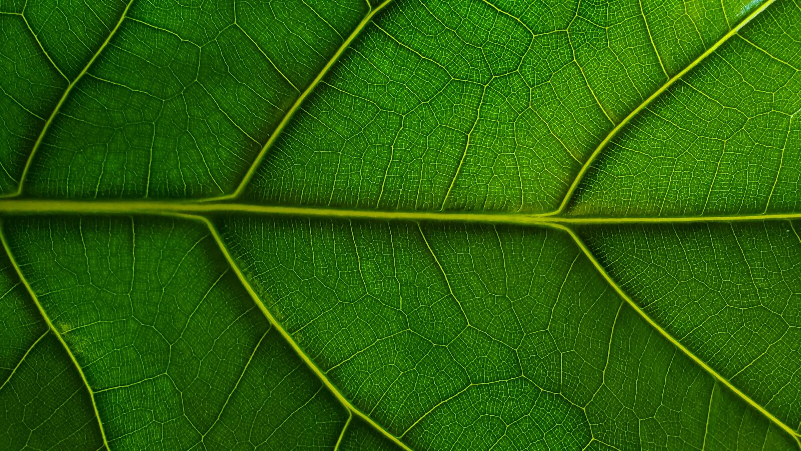 Samsung Galaxy S9+ sample photo. Leaf, green, fiddle leaf photography