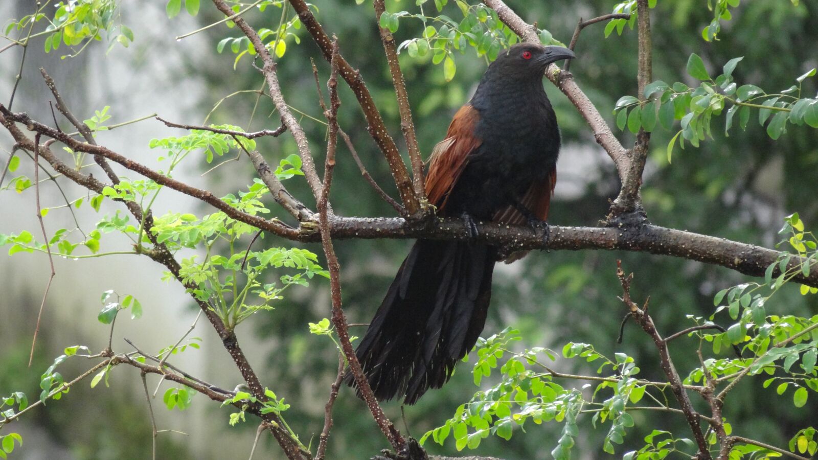 Sony Cyber-shot DSC-HX100V sample photo. Greater coucal, crow pheasant photography