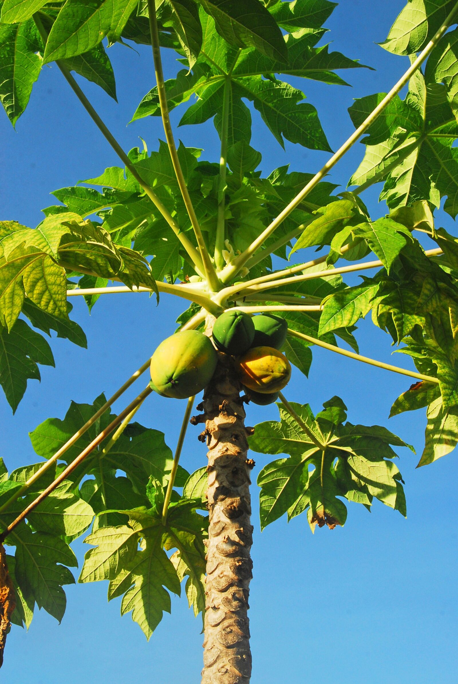 Nikon D200 sample photo. Tropical, papaya, fruit photography