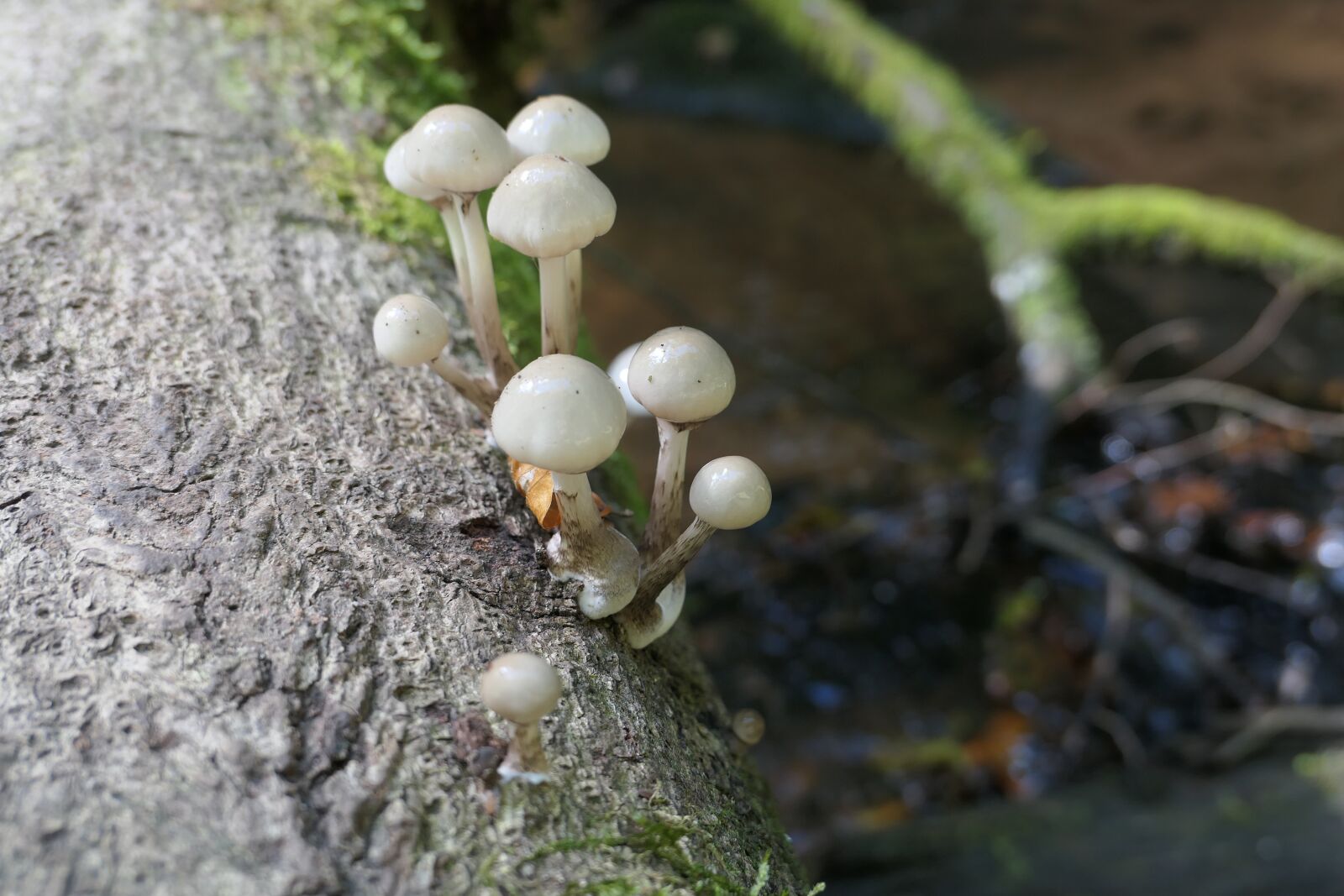 Panasonic Lumix DMC-LX10 (Lumix DMC-LX15) sample photo. Mushrooms, nature, toxic photography