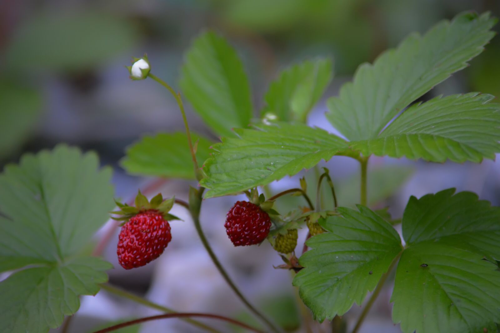Nikon D5200 sample photo. Wild strawberry, bush, flowers photography