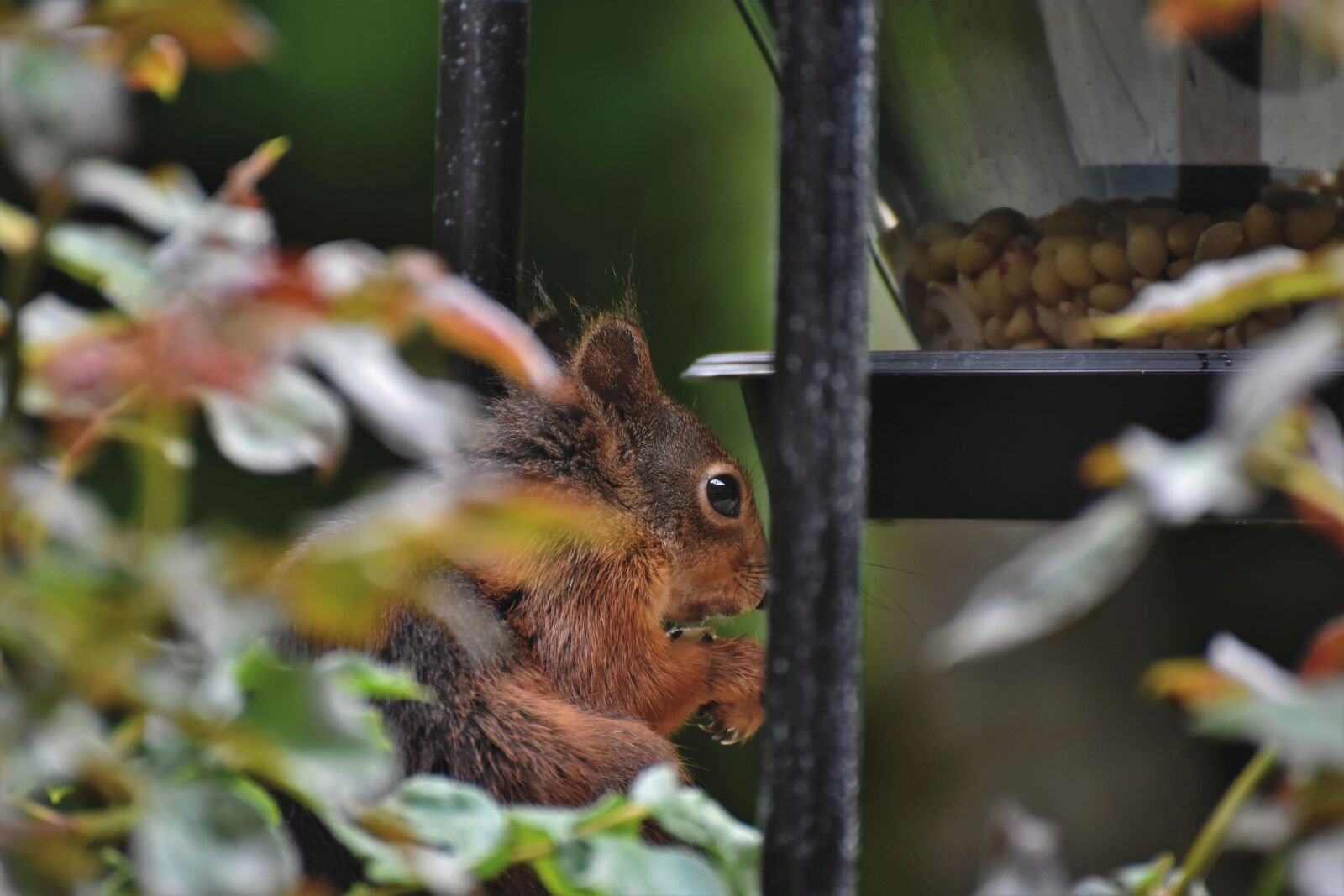 Nikon D7200 sample photo. Squirrel, verifiable kitten, rodent photography