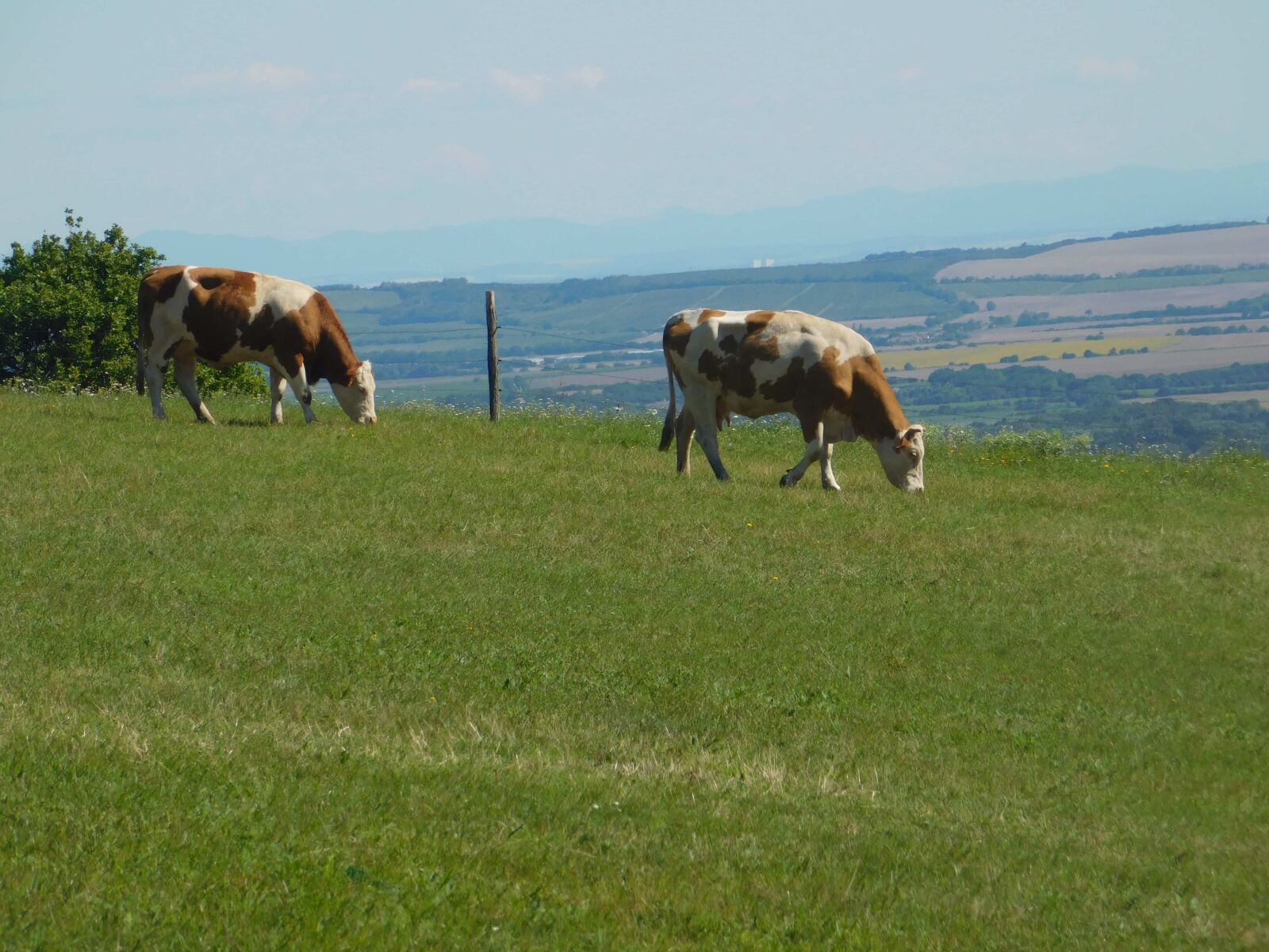 Nikon Coolpix L840 sample photo. Cow, grass, grassland, cattle photography
