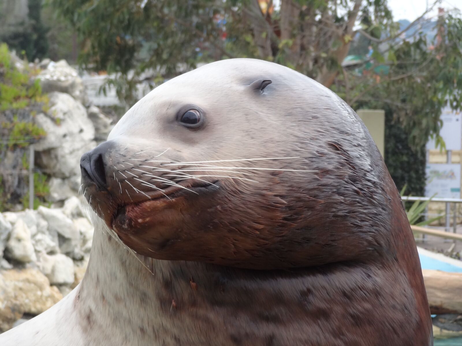 Sony Cyber-shot DSC-HX9V sample photo. Sea lion, moustache, animal photography