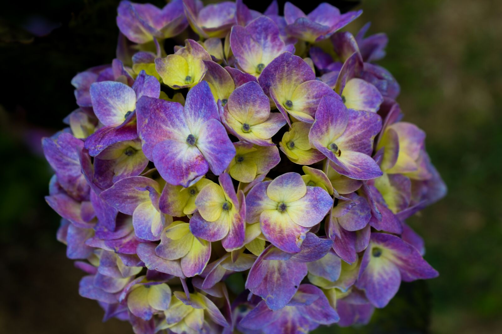 Canon EOS 1300D (EOS Rebel T6 / EOS Kiss X80) sample photo. Hortensia, flower, garden photography
