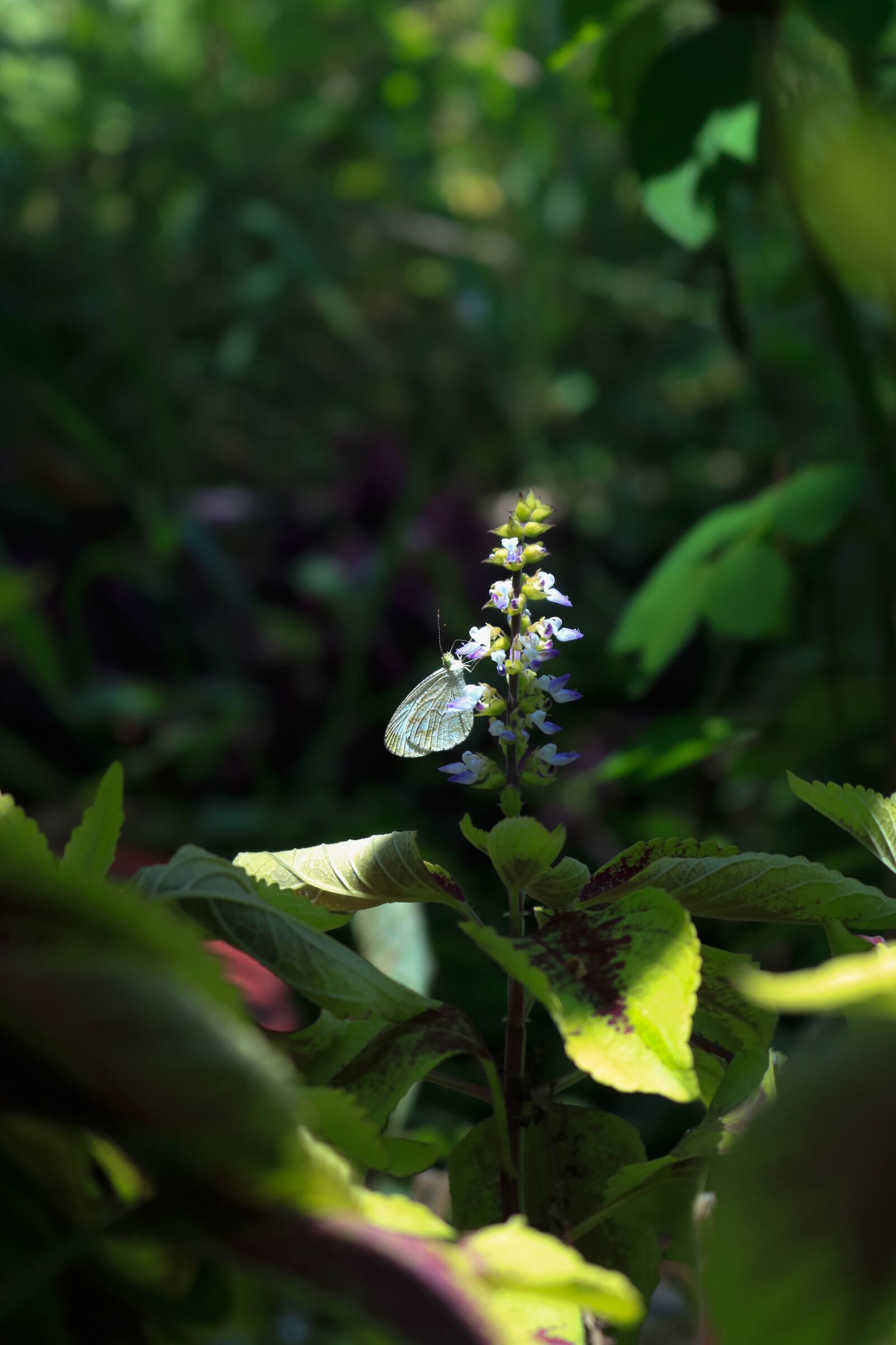 Canon EOS 750D (EOS Rebel T6i / EOS Kiss X8i) sample photo. Butterfly, flower, edelfalter photography