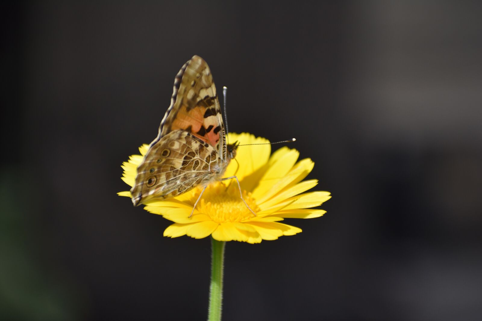 Nikon D3400 sample photo. Butterfly, flower, calendula photography