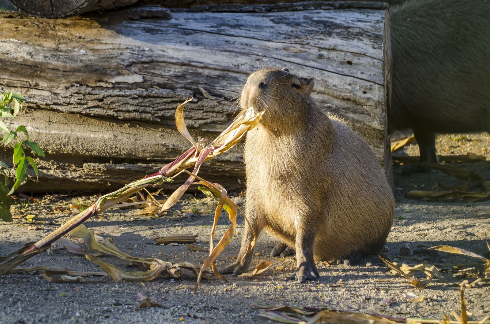 Nikon D7000 sample photo. Zoo, tiergarten, vienna photography