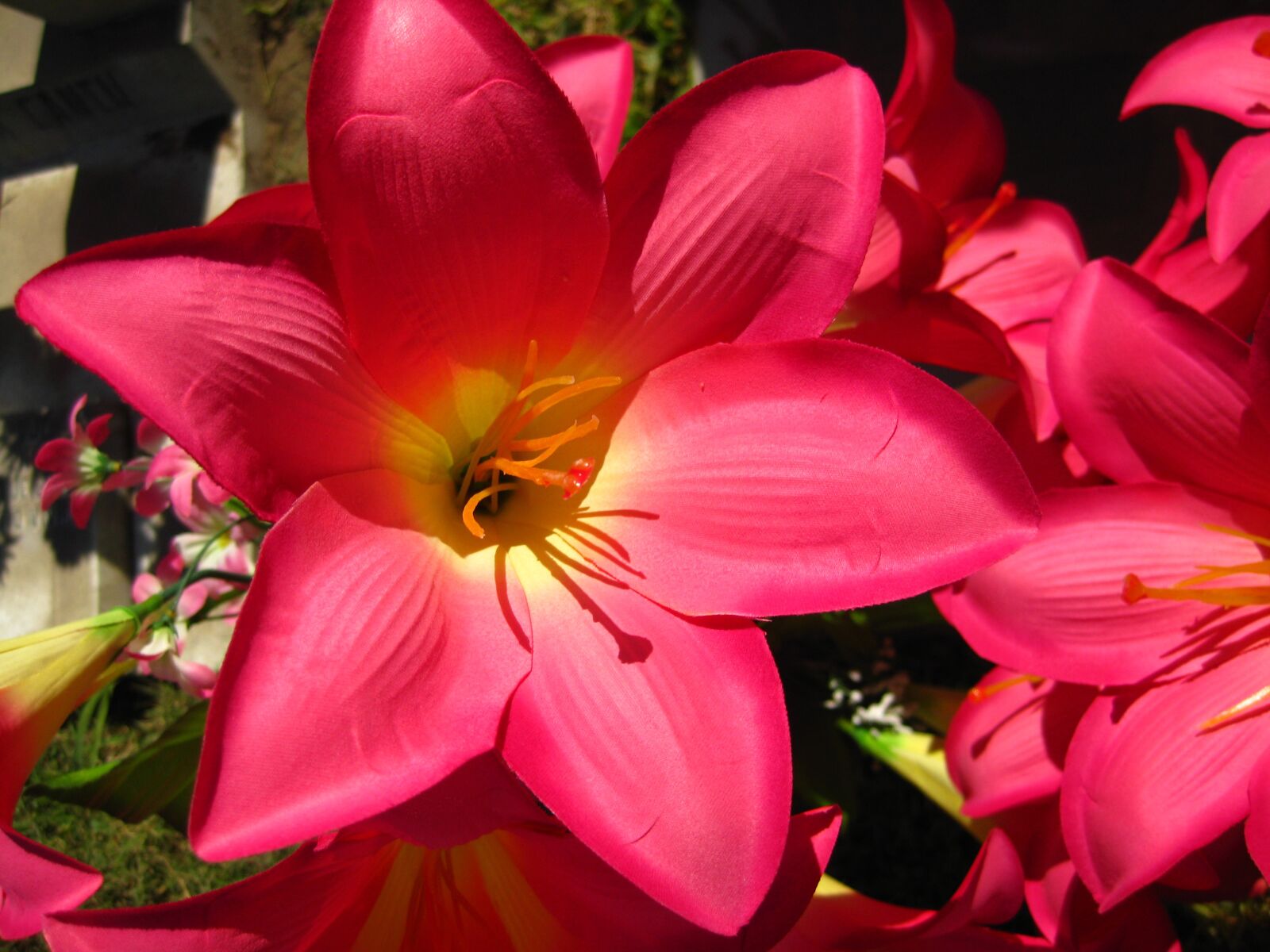 Canon PowerShot SD1100 IS (Digital IXUS 80 IS / IXY Digital 20 IS) sample photo. Flower, lily, acapulco photography