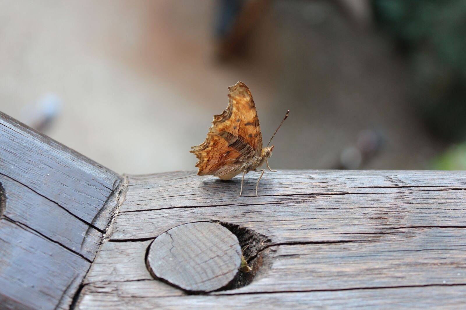 Canon EOS 650D (EOS Rebel T4i / EOS Kiss X6i) sample photo. Butterfly, nature, insect photography