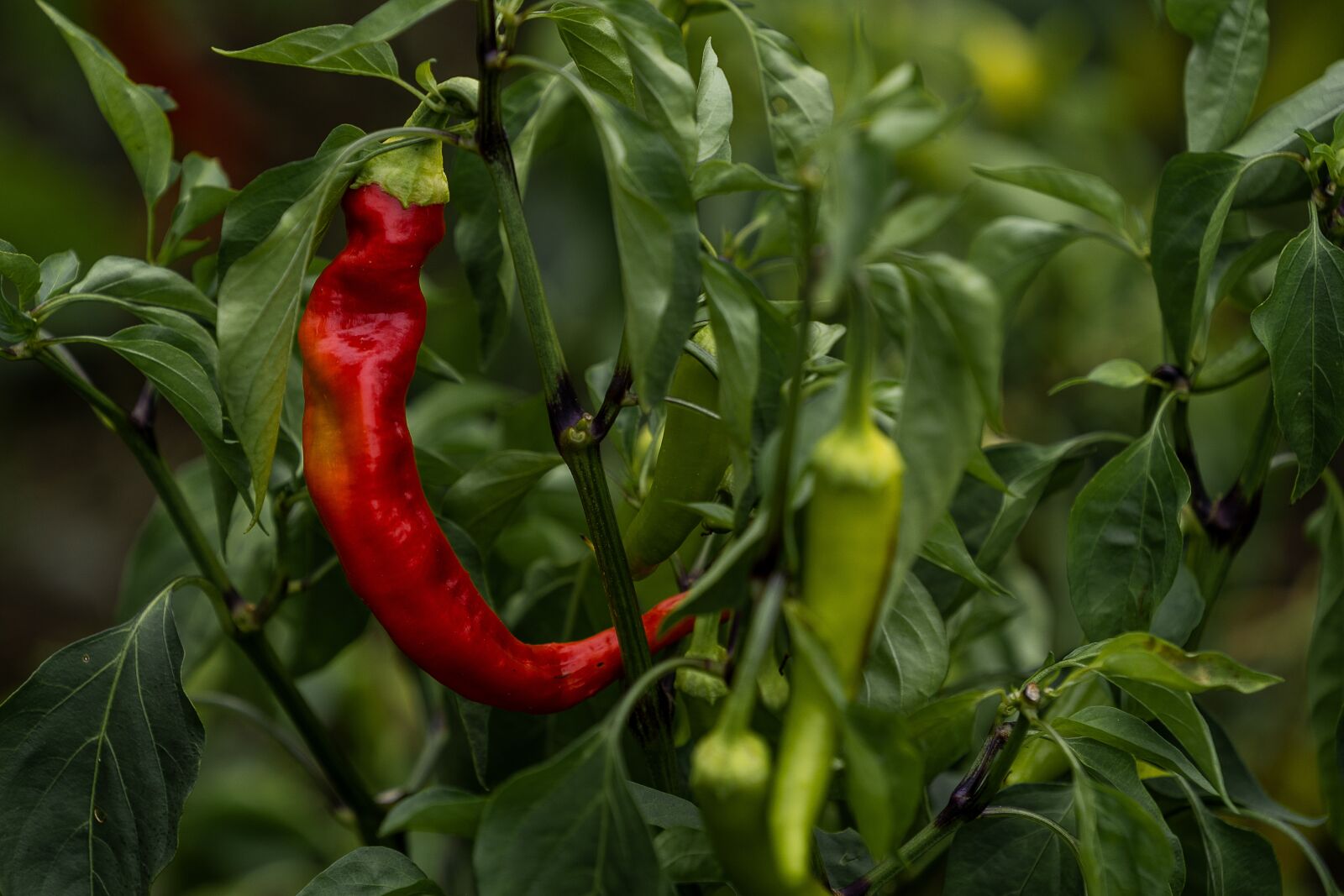Sony a7 III + Sony FE 70-200mm F4 G OSS sample photo. Garden, pepperoni, red photography