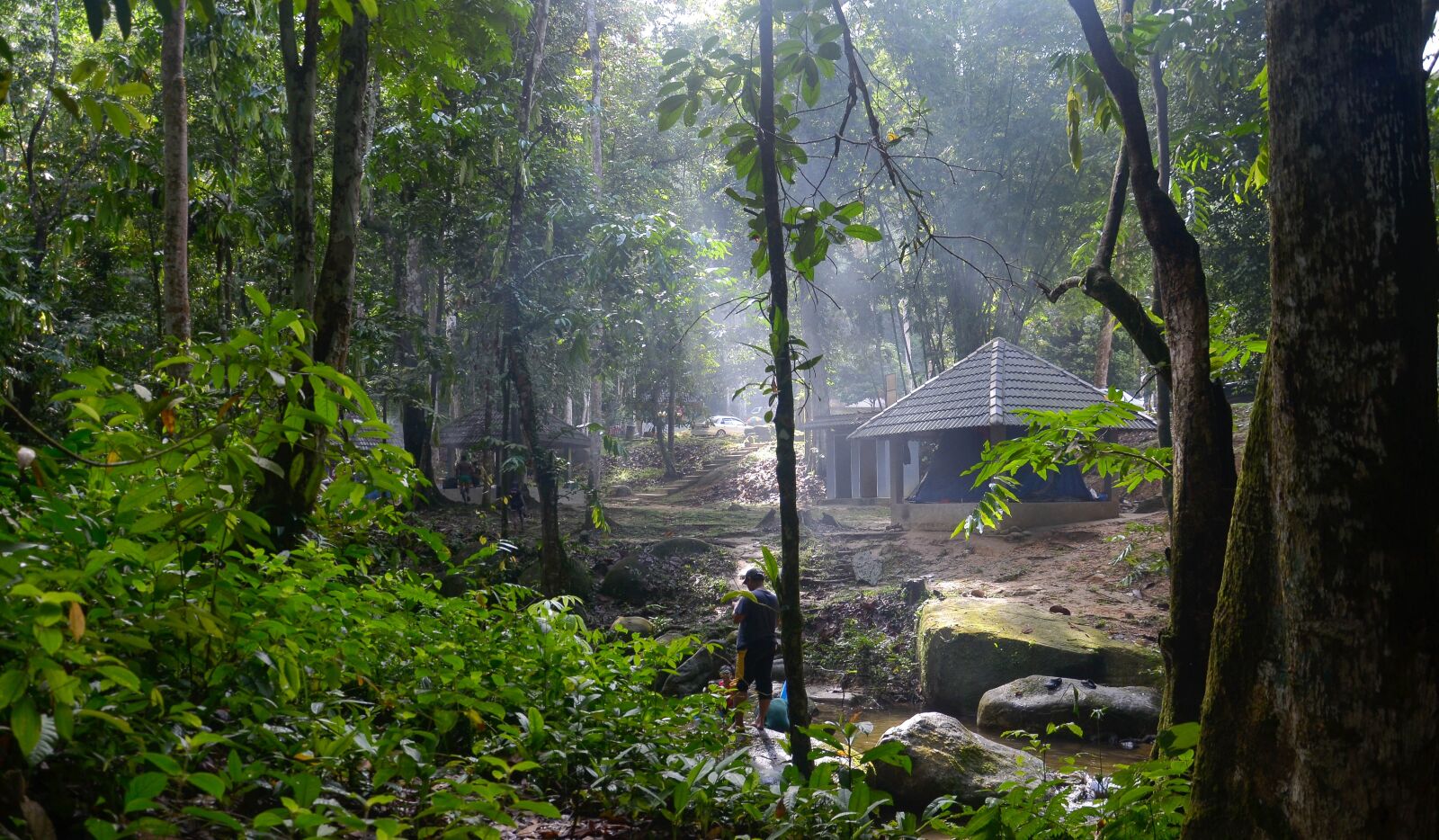 Nikon D7000 sample photo. Jungle, forest, nature photography
