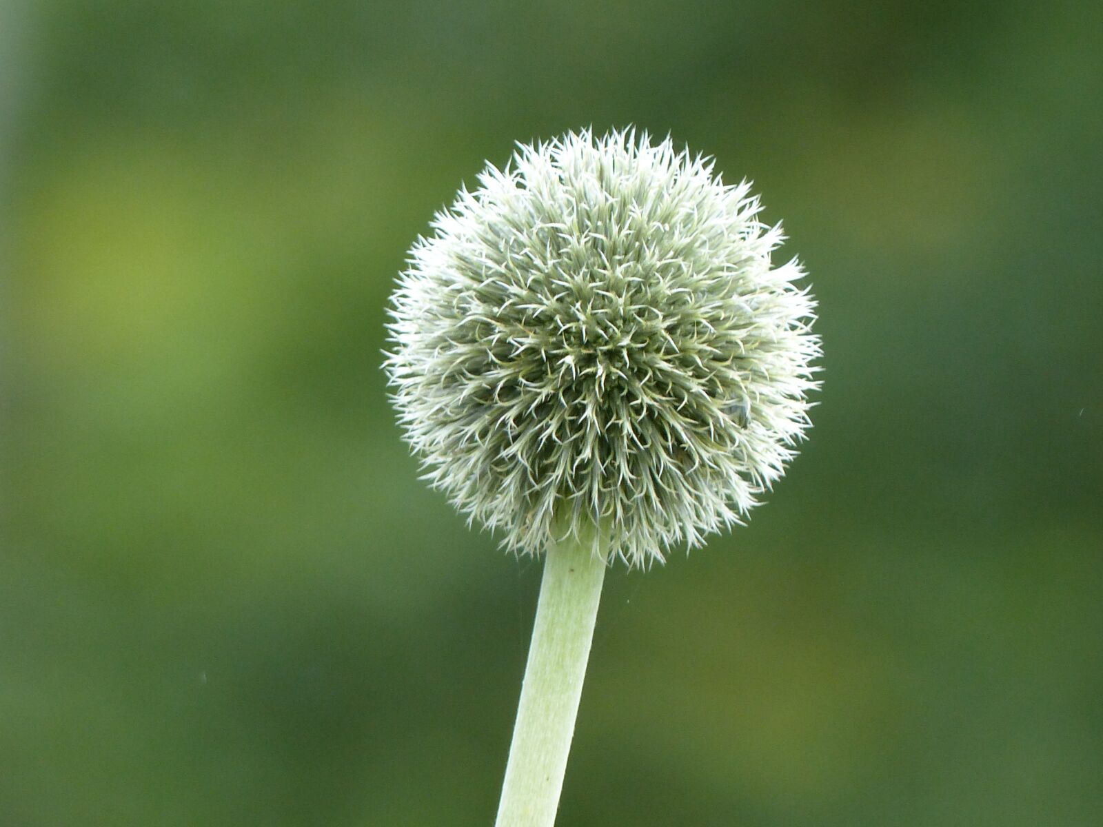 Panasonic Lumix DMC-FZ200 sample photo. Thistle, flower, nature photography