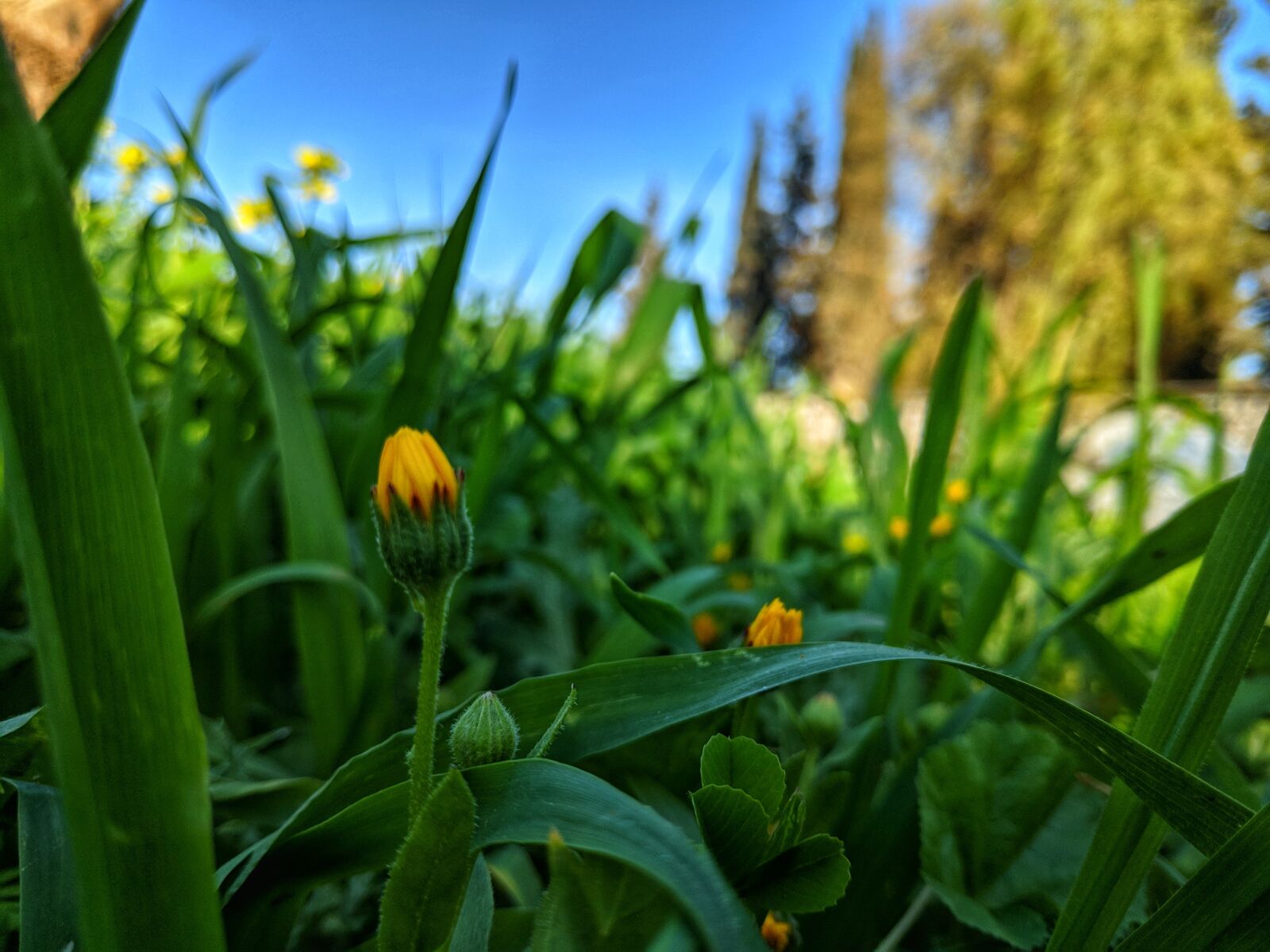 Xiaomi POCO F1 sample photo. Grass, green, sky photography