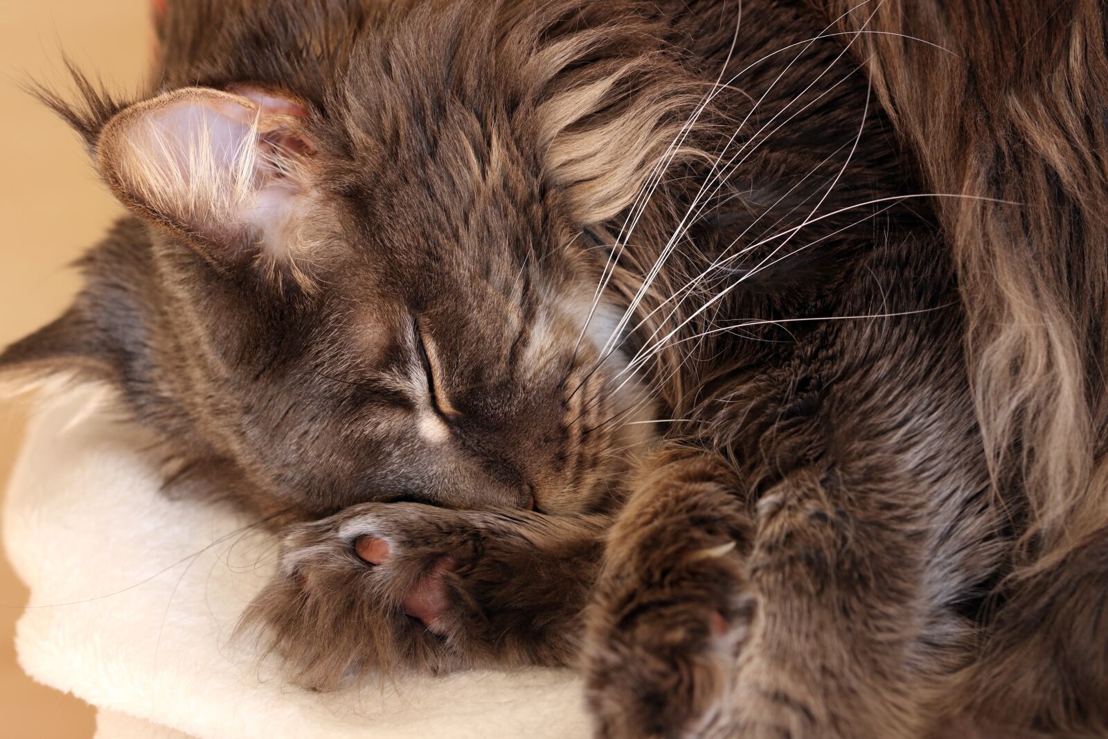 Canon EOS 7D Mark II sample photo. Cat, maine coon, dream photography