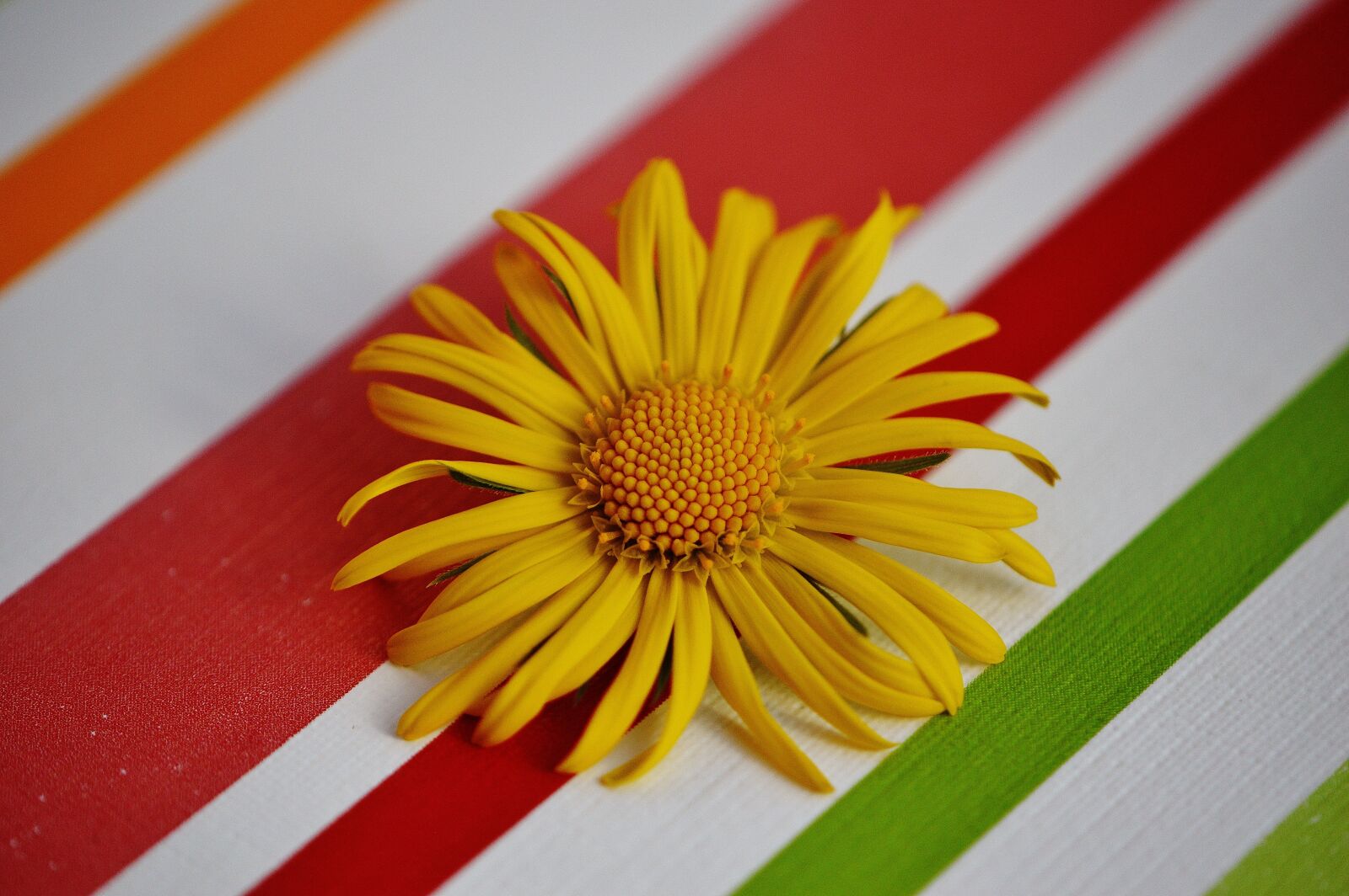 Nikon D3200 sample photo. Flower, spring, yellow photography