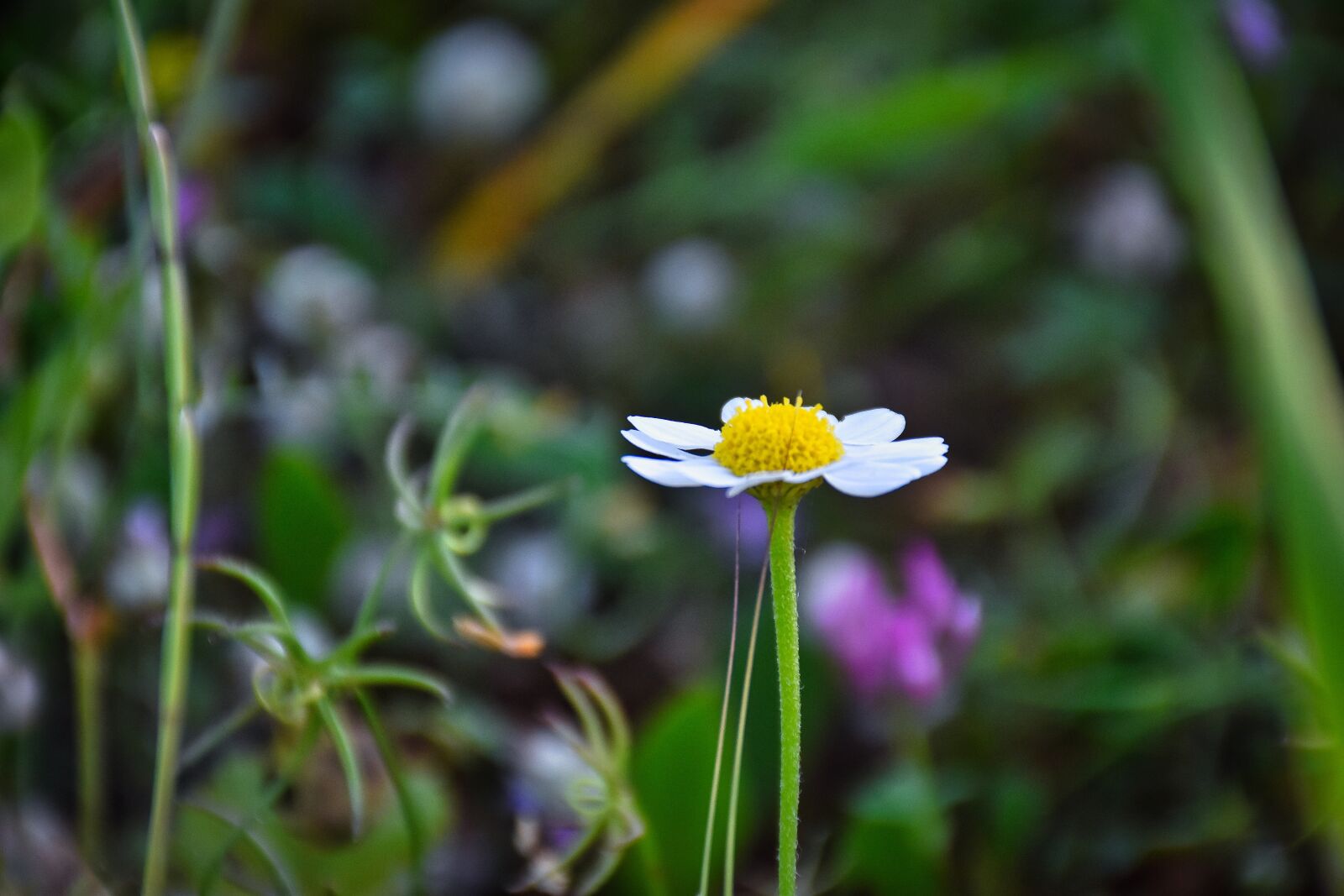 Nikon D7200 sample photo. First may, sunflower, mood photography