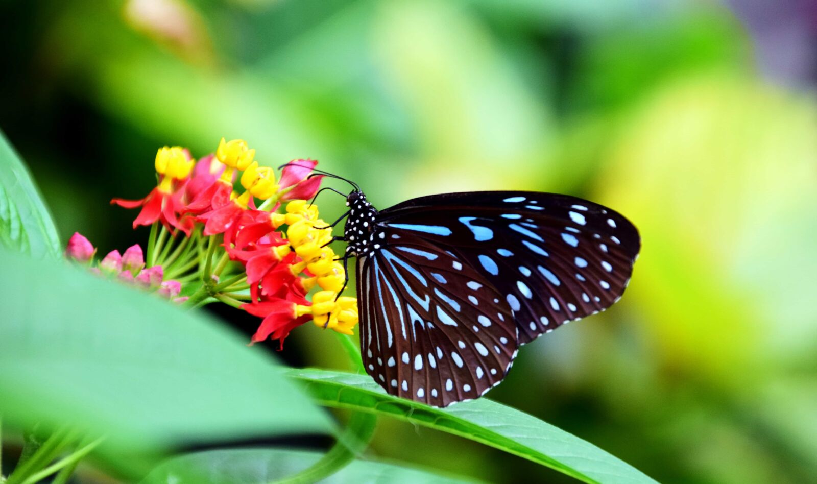 Nikon D3300 sample photo. Nature, insect, butterfly, macro photography