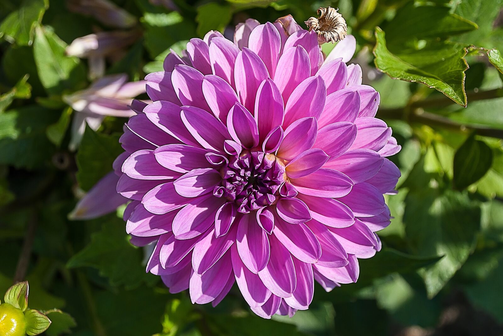 Nikon D3000 sample photo. Dahlia, flower, blossom photography