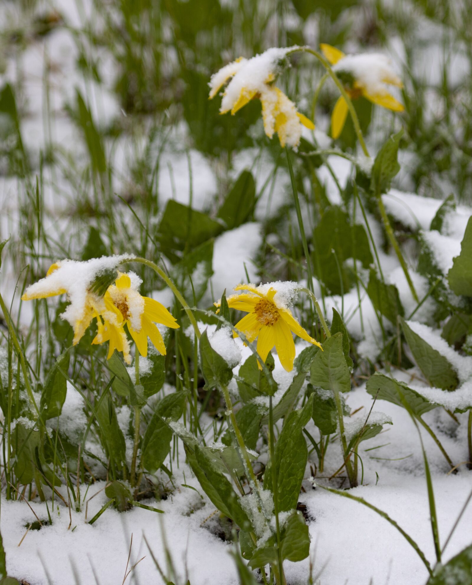Canon EOS 750D (EOS Rebel T6i / EOS Kiss X8i) sample photo. Flowers, snow, winter photography