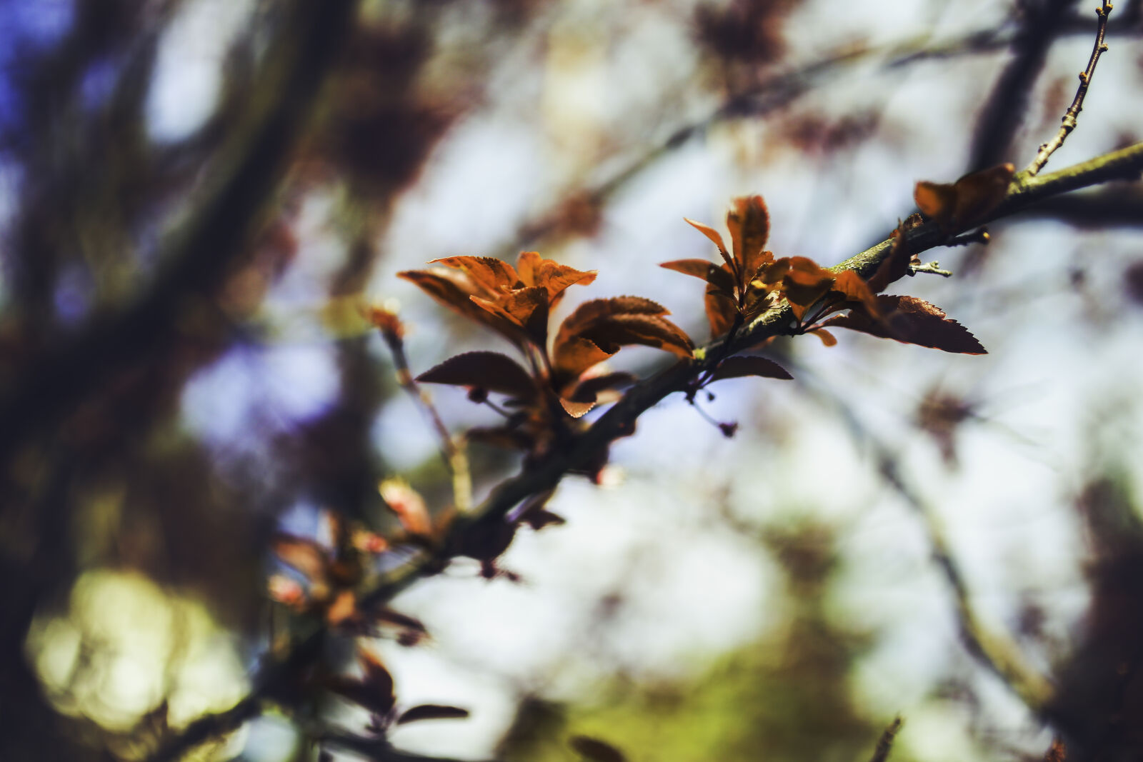 Canon EOS 6D + Sigma 35mm F1.4 DG HSM Art sample photo. Cherry, plum, leaves photography
