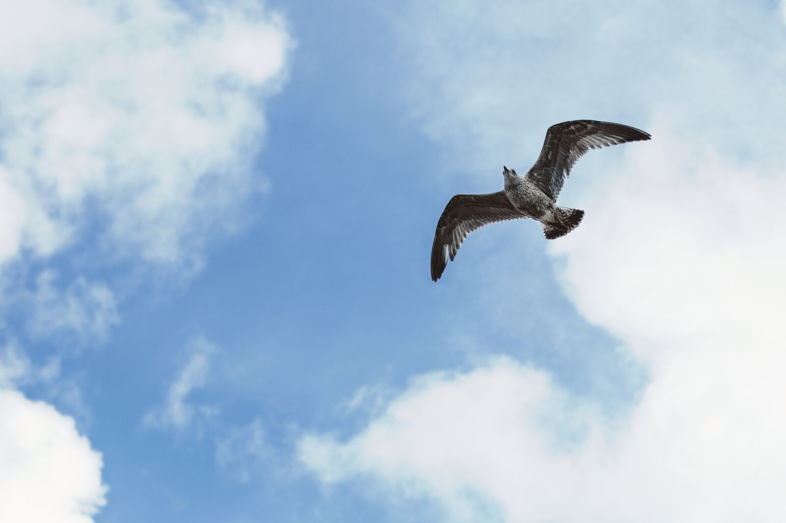 Canon EOS 70D + Canon EF 50mm F1.4 USM sample photo. Seagull, beach, sky photography