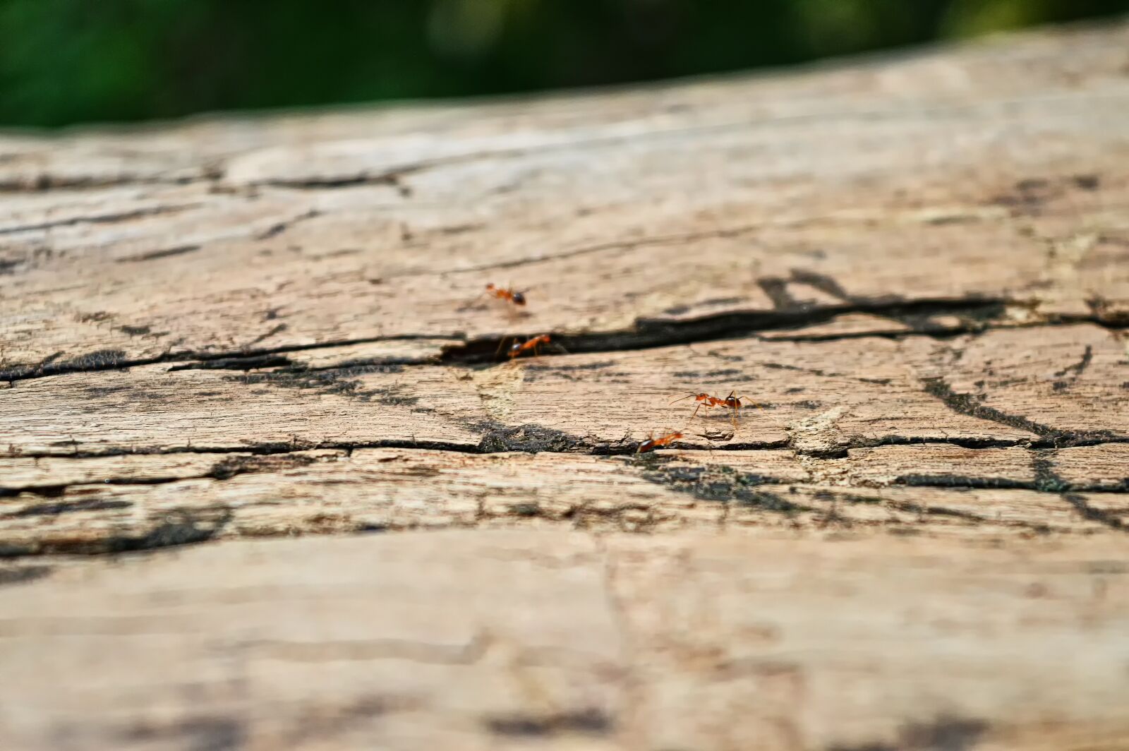 Nikon D3200 sample photo. Ant, wood, nature photography