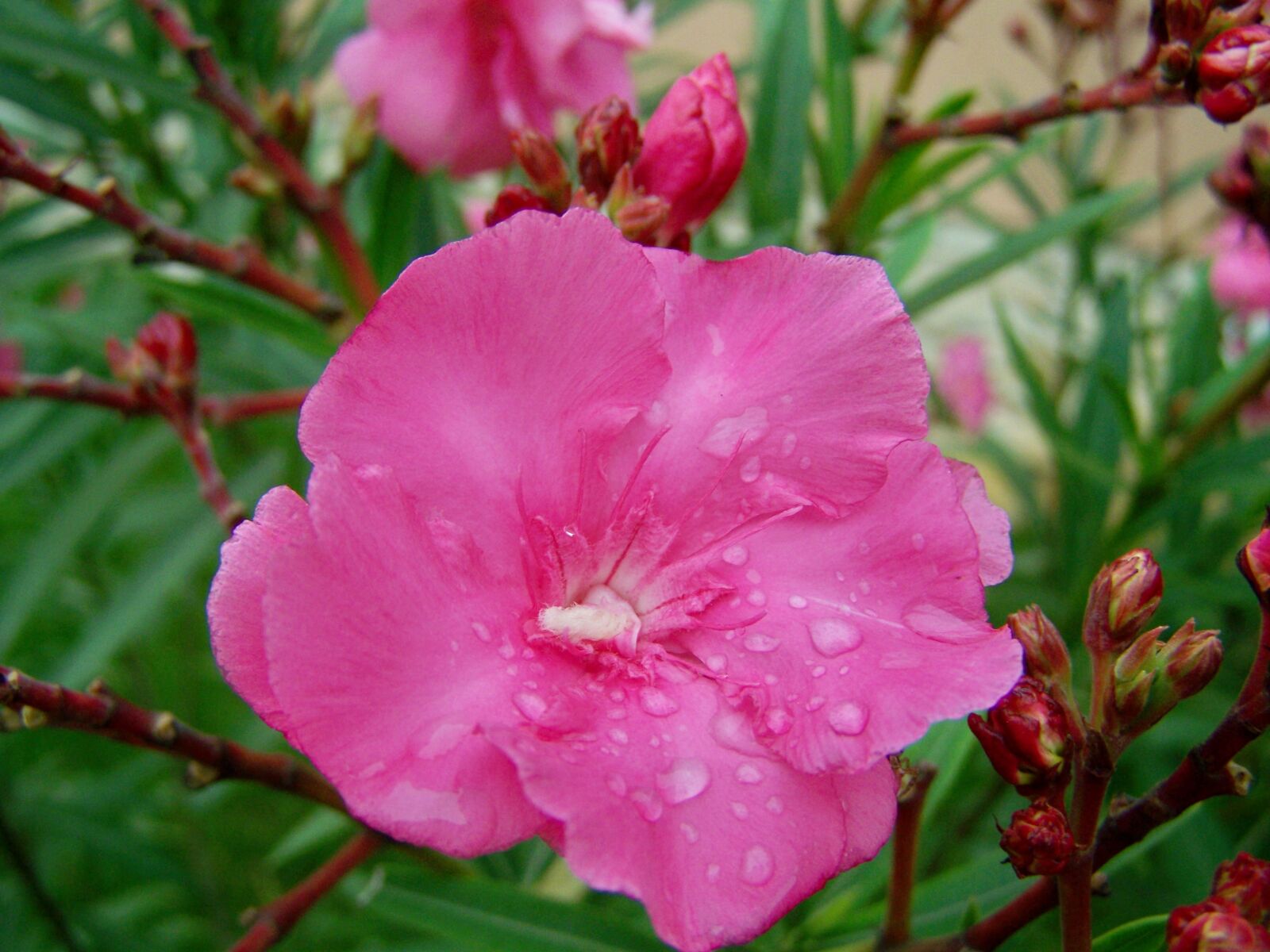 Kodak EASYSHARE ZD710 ZOOM DIGITAL CAMERA sample photo. Leander, raindrops and flowers photography