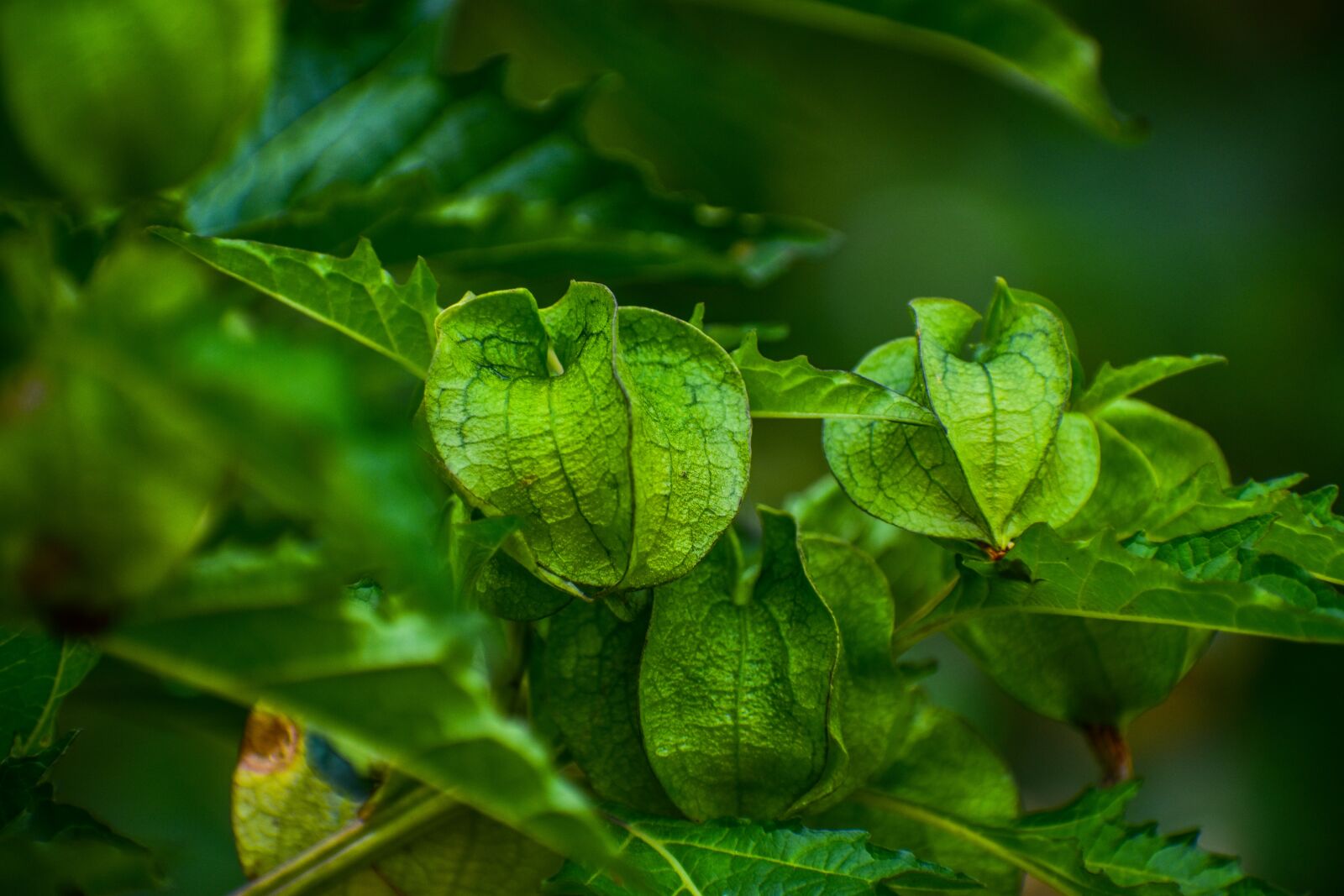 Nikon D3400 sample photo. Nature, leaves, branch photography