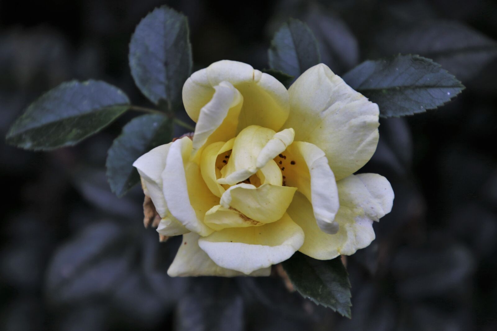 Canon EOS 80D sample photo. Yellow, rose, garden photography