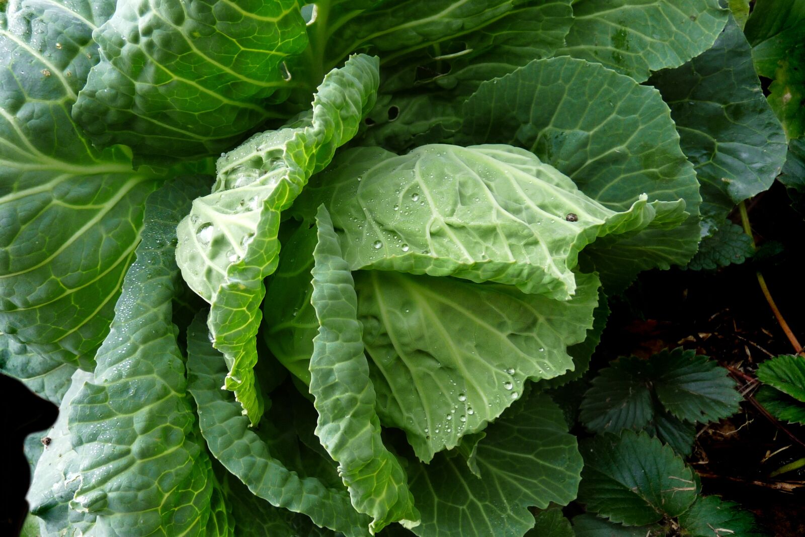 Panasonic Lumix DMC-FZ28 sample photo. Vegetable, cabbage, plant photography