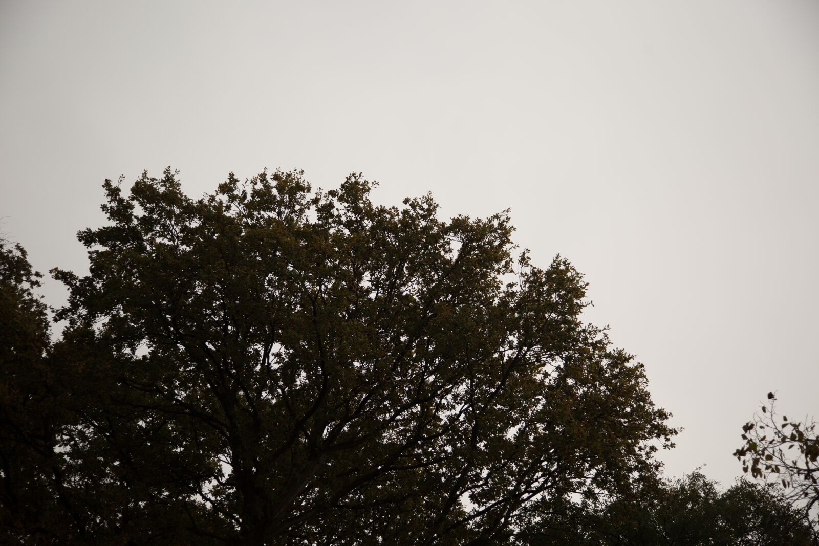 Canon EF 24-105mm F4L IS USM sample photo. Tree, dark, trees photography