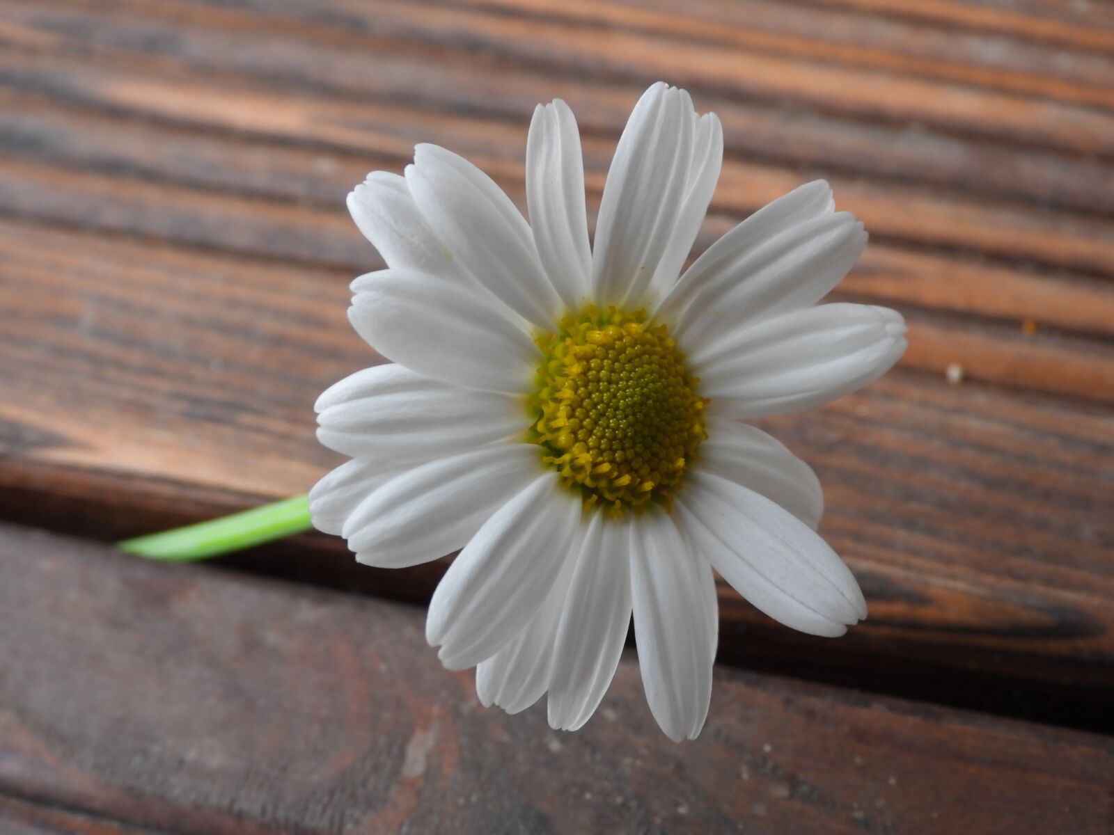 Nikon Coolpix P1000 sample photo. Margaretka, daisy, flower photography