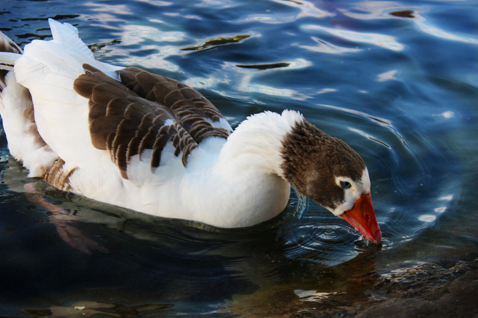 Canon EOS 600D (Rebel EOS T3i / EOS Kiss X5) sample photo. Duck, goose, ave photography