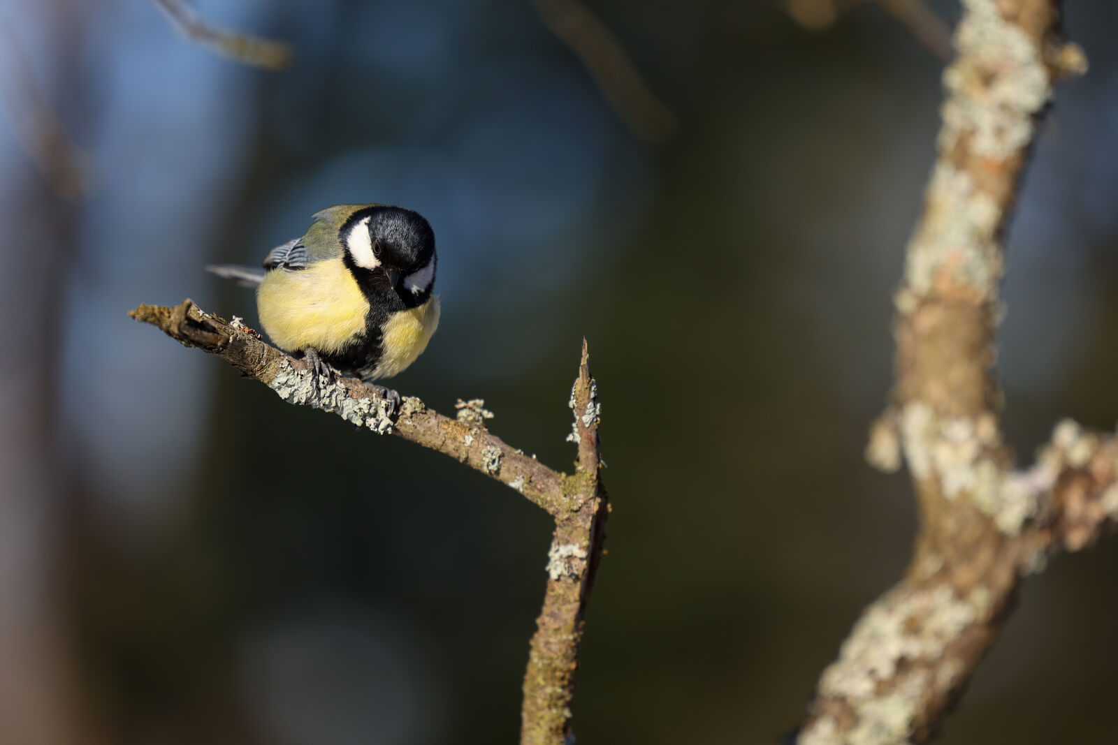 Canon EOS R5 C + Canon RF 50mm F1.2L USM sample photo. Great tit morning photography
